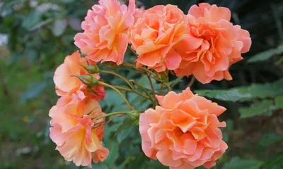 Rosa 'ALOHA' - Havlis.cz