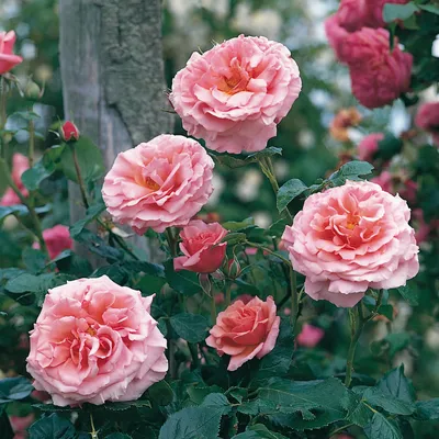 Aloha | Climbing Rose | David Austin Roses