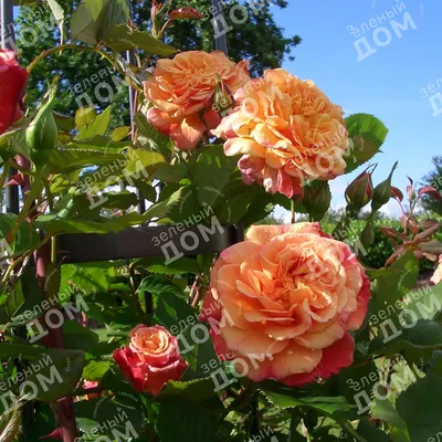 ALOHA® Kordes rosa rampicante medio 2-5 metri - La rosa del borghetto