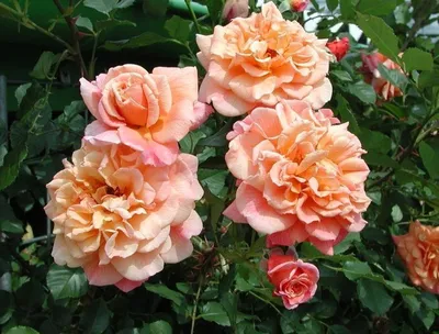 Роза плетистая Алоха (Rosa climbing Aloha) 6л, цена в Санкт-Петербурге от  компании Вилла-планта (садовый центр и питомник растений, ландшафтное бюро)