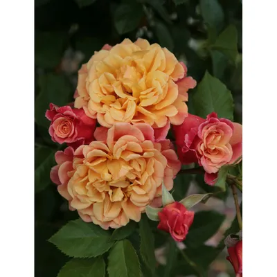 Aloha Hawaii Climbing Rose | Apricot and pink roses new to t… | Flickr