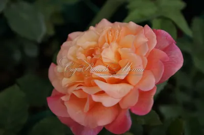 Beautiful aloha rose bush in bloom Stock Photo - Alamy