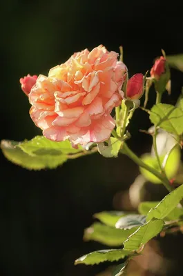 Aloha (Алоха) Плетистые розы - питомник роз \"Розы от Татьяны\" - YouTube