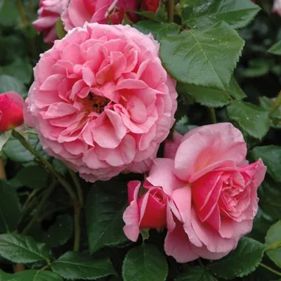 Kordes® Aloha Hawaii™ — Kordes® Roses