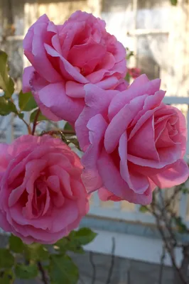 Роза Алоха