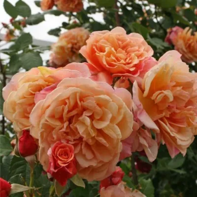 Роза Алоха (Однолетний, ОКС) - купить Розы плетистые в Киеве и Украине,  выгодная цена Роза Алоха в интернет-магазине Agrostore ТМ (Агростор)