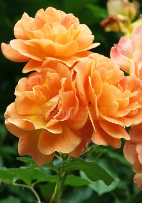Photo of the entire plant of Rose (Rosa 'Aloha') posted by dana - Garden.org