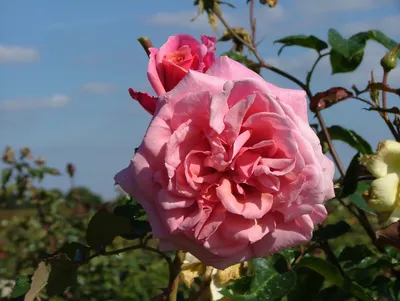 Алоха (Aloha) - Плетистые розы - Розы - Каталог