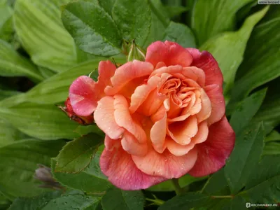 Roses DUCHER - Climbing rose Aloha