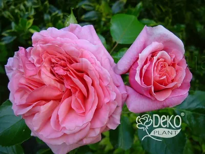 Rosa 'Aloha'- buy roses online from RV Roger Ltd