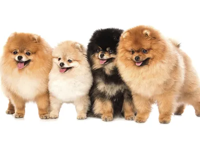 Стрижка собак Волгоград on Instagram: \"Что такое Алопеция? Почему собака  лысеет ? Почему нельзя стричь шпицов и других (как правило северных собак)  коротко или под машинку? Очень часто сталкиваюсь с такими вопросами.