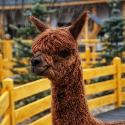 Альпака парк (ферма) в Москве в Крылатском | Alpaca Park
