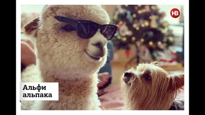Альфи альпака. Самый милый альпака с 200 тысячами подписчиков в Instagram -  YouTube