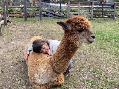 Альпака парк (ферма) в Москве в Крылатском | Alpaca Park