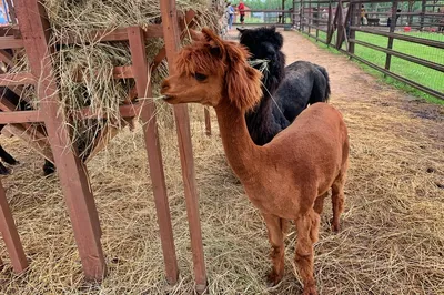 Alpaca - Tierpark Stadt Haag
