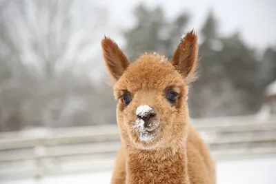 Альпака - интересные факты о животном - Alpaca del Sol