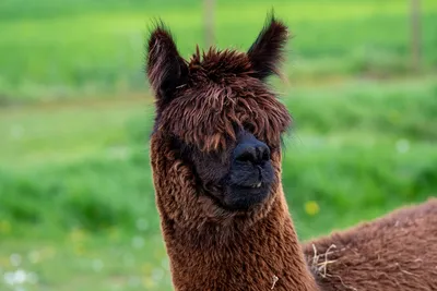 Alpaka mit cooler Frisur, Alpaca with cool hairstyle Stock Illustration |  Adobe Stock