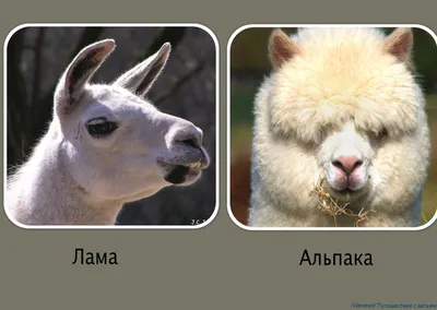 ФОТО: «Остров альпака» в Бебренском крае / Статья