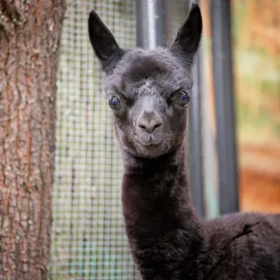 Lama alpaka hi-res stock photography and images - Alamy