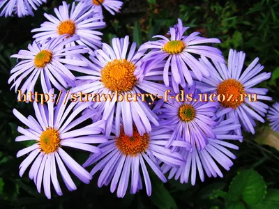 Астра альпийская сиреневая (Aster alpestris) - купить саженцы в Минске и  Беларуси