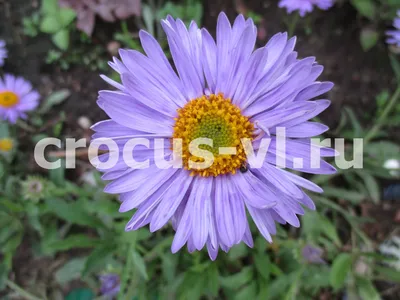 Aster Alpinus Альпийская Астра Или Голубая Альпийская Ромашка Alpin  Papatyası Mor Papatya Kır Papatyası — стоковые фотографии и другие картинки  Азия - iStock