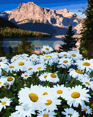 Астра альпийская (Aster alpinus) - Астра альпийская - Астра многол -  Многолетники - Каталог - LESKOVO-PITOMNIK.ru