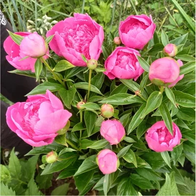 Пион Лаура Десерт (Paeonia Laura Dessert)