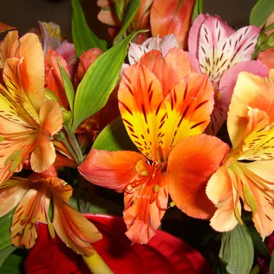 Альстремерия: красивые цветы для вашей коллекции (jpg, png, webp)