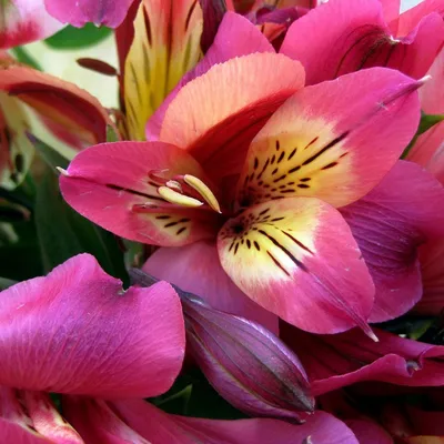 Альстремерия: красивые цветы, доступные для скачивания (jpg, png, webp)