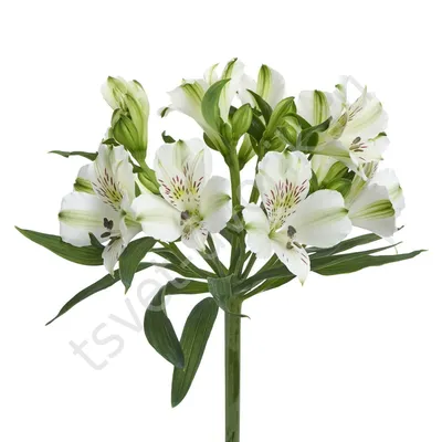 Edelweiss Perennials. Alstroemeria Hybrid cream-white tall