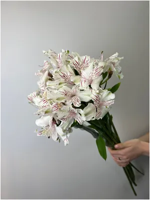 Alstroemeria White - FFED