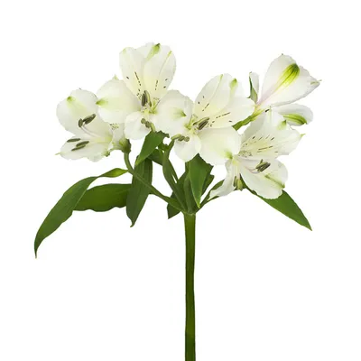 Wholesale Flowers | White Alstroemeria | Fabulous Florals