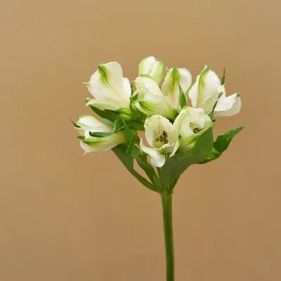 Alstroemeria White (10 Stems) – Metro Flower Market