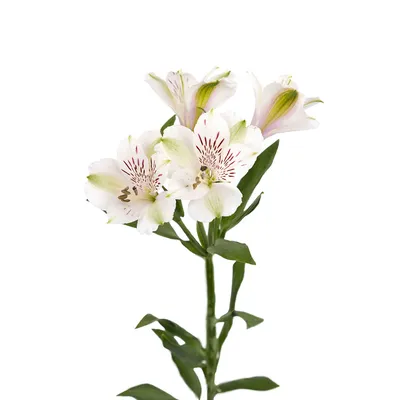 Alstroemeria White – FloralSection.com