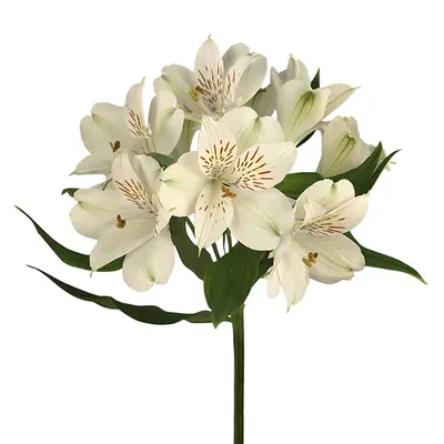 Alstroemeria Al Virginia | Sami Sacha Flowers