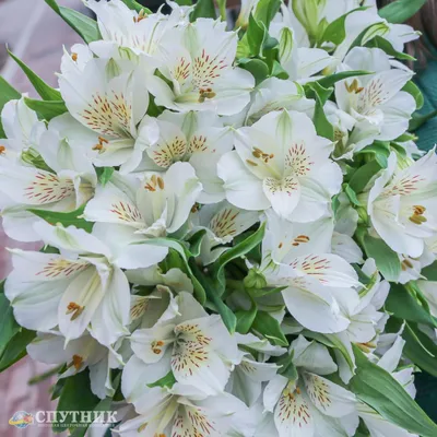 Alstroemeria White — Las Vegas Flower Market