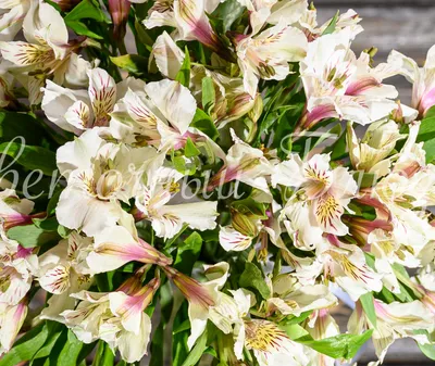 White Alstroemeria - Florabundance Wholesale Flowers