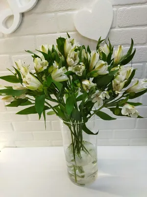 White Alstroemeria – Bloomingmore