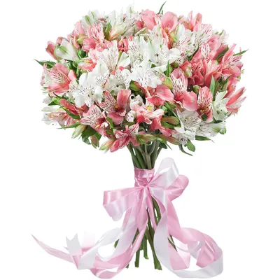 Альстромерия, цвет розовый, 5 шт купить по выгодной цене в  интернет-магазине OZON (655440623)