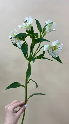 Альстромерия Микс /Alstroemeria/