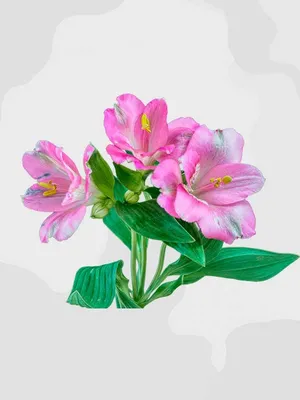 Альстромерия белая | Цветы «FlowerAnna»