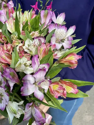 Заказать альстромерия цветок букет FL-805 купить - хорошая цена на альстромерия  цветок букет с доставкой - FLORAN.com.ua