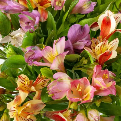 Купить букет из альстромерии: Заказать Радужную альстромерию с доставкой в  Днепр |Royal-Flowers Премиум доставка цветов
