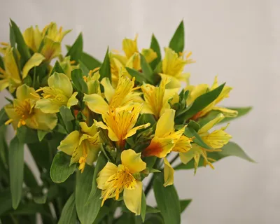 Alstroemeria, Yellow - Jacksonville Flower Market