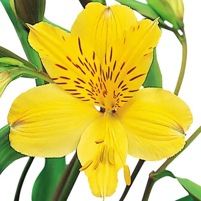 Yellow - Symphony Alstroemeria - Esmeralda Farms Wholesale Flowers