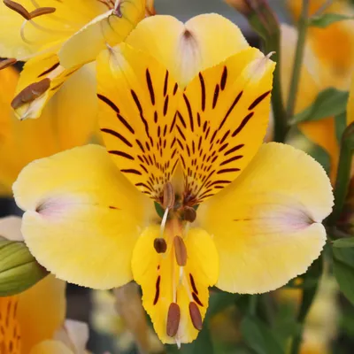 Alstroemeria Yellow – FloralSection.com