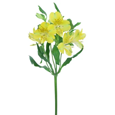 Alstroemeria Yellow (10 Stems) – Metro Flower Market
