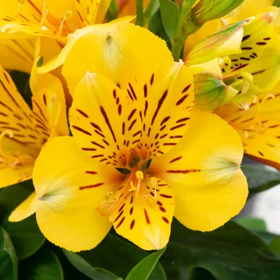 Wholesale Flowers | Yellow Alstroemeria | Fabulous Florals