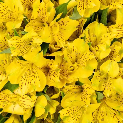 Yellow Alstroemeria Plants For Sale Online | Rio Inca – Easy To Grow Bulbs