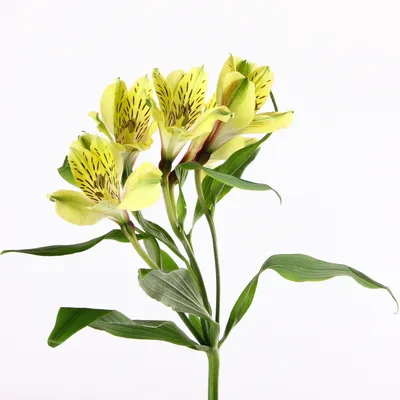 Yellow - Symphony Alstroemeria - Esmeralda Farms Wholesale Flowers